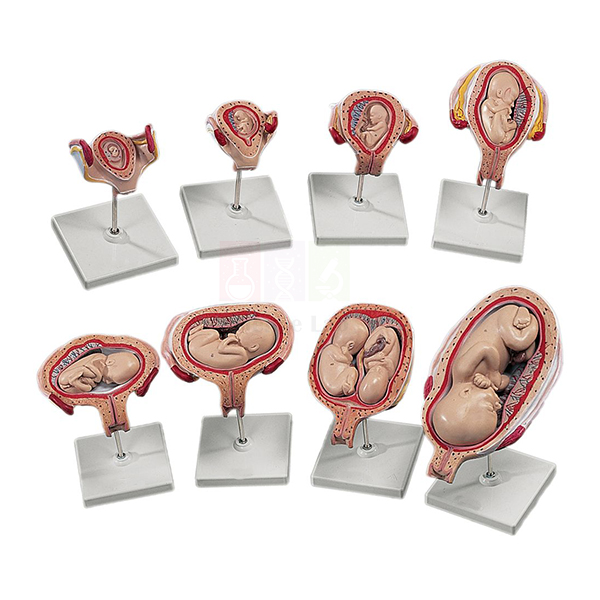 3B Human Development Set